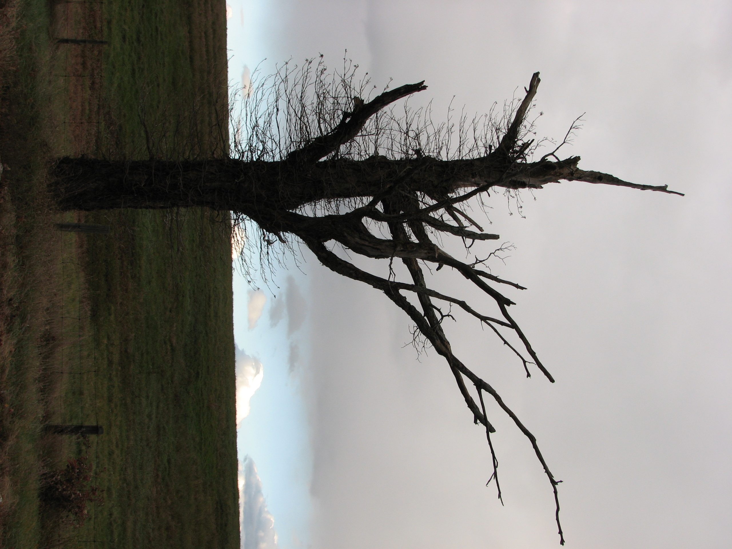 Isolated Tree (user submitted)