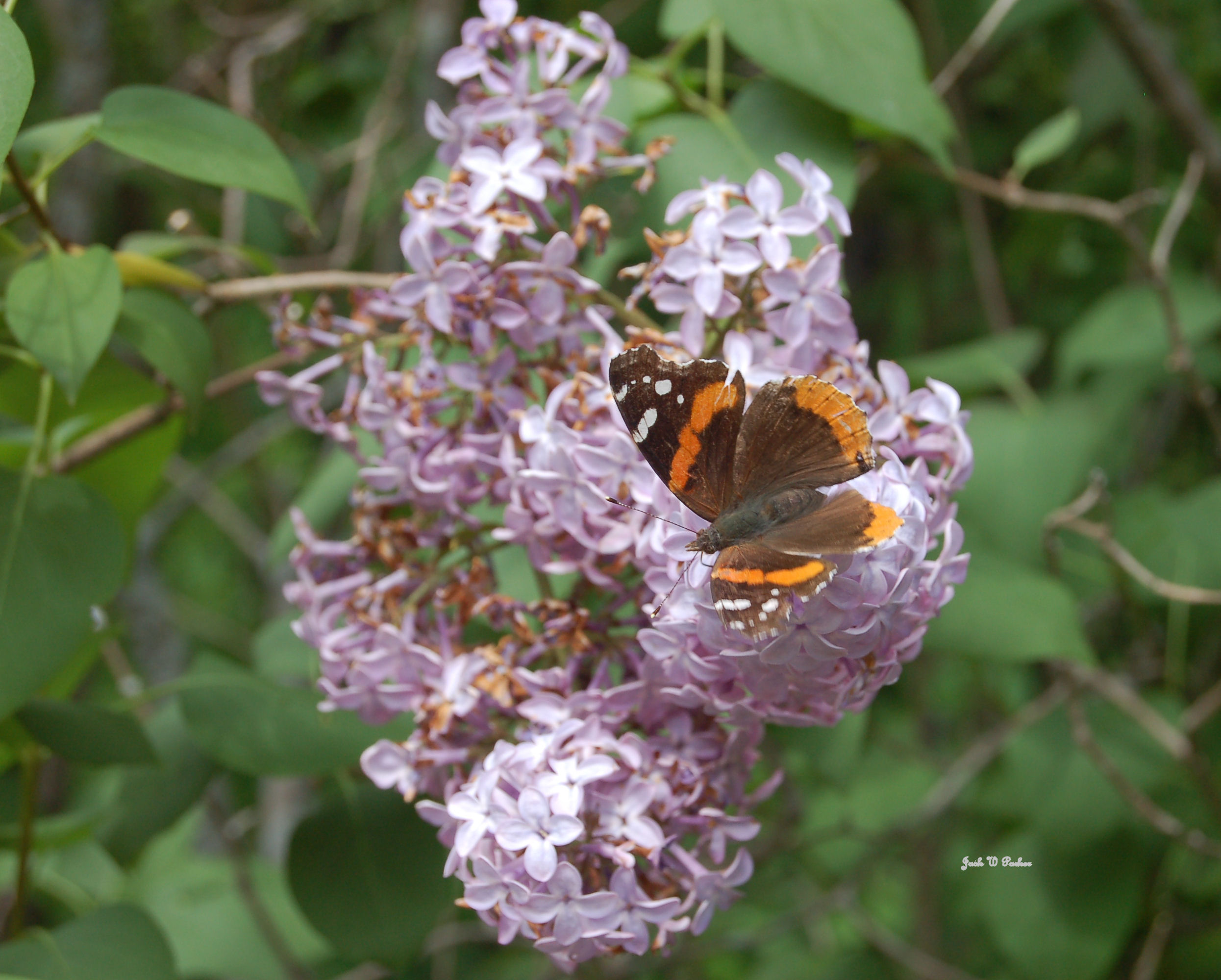 Lilac Butterly (user submitted)