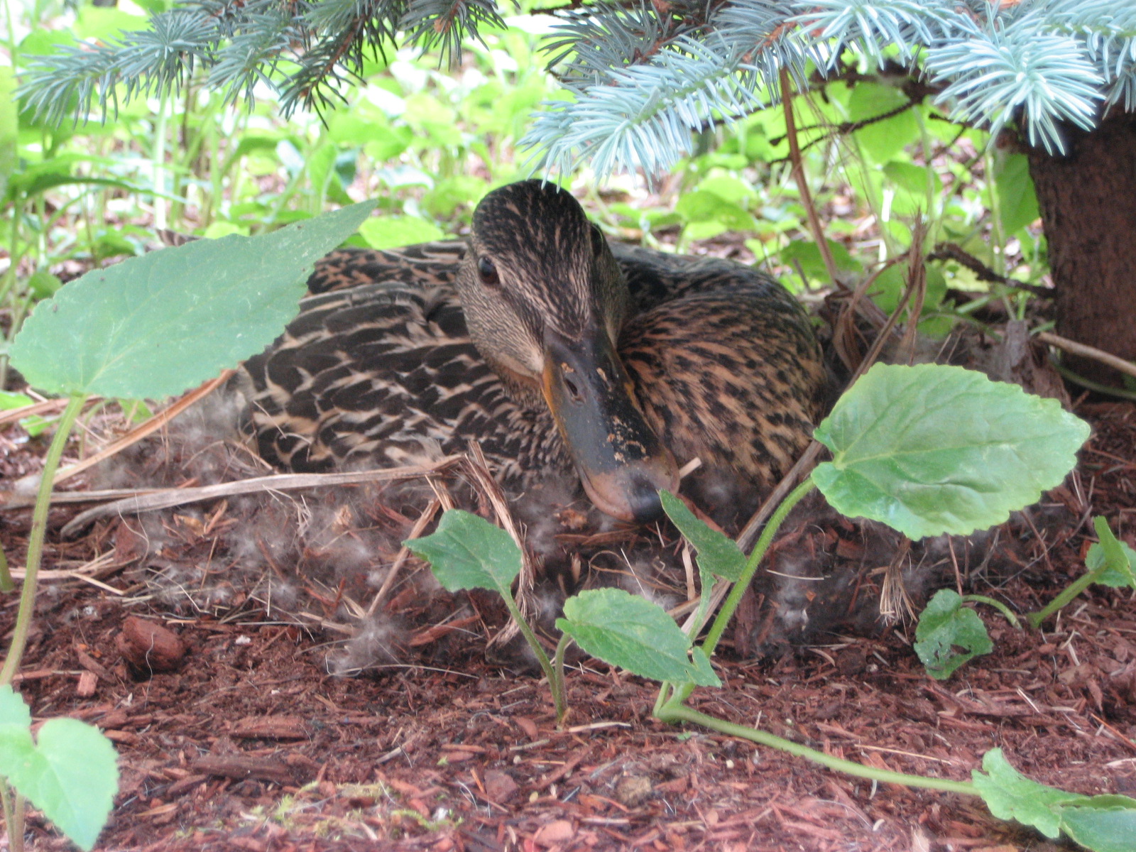 Just Ducky &#8212; Mrs. Mallard on Her Nest (user submitted)