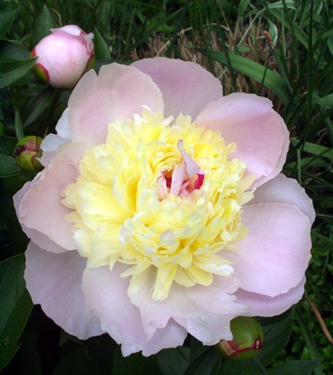 Peony - New England