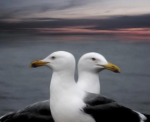 Gulls on Gooseberry Island (user submitted)