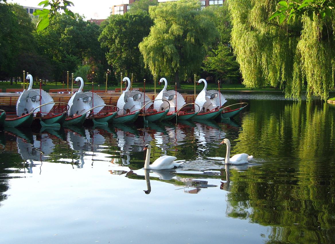 Swans and Swanboats (user submitted)