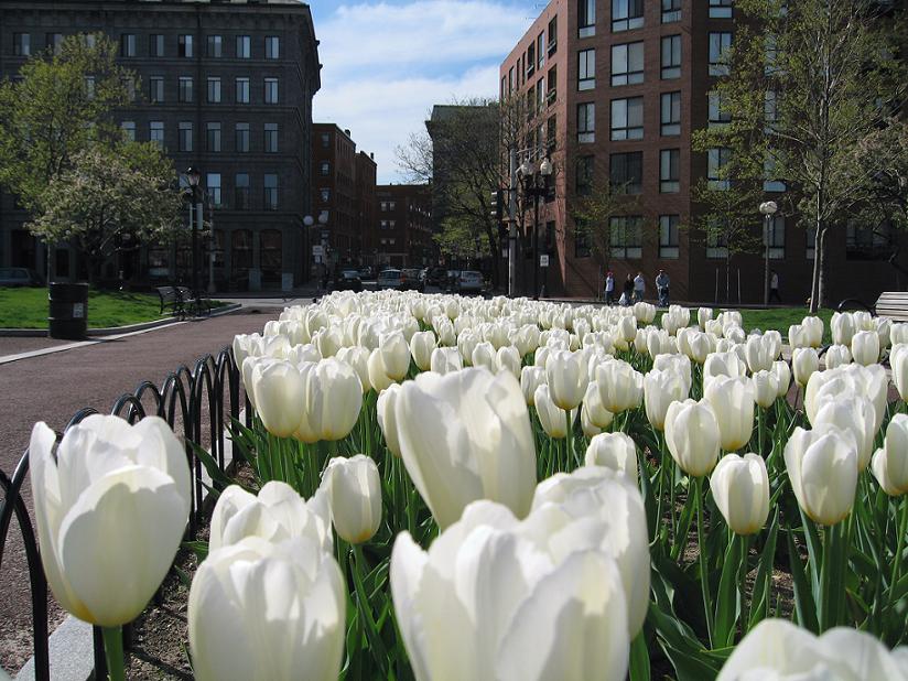 North End Tulips (user submitted)