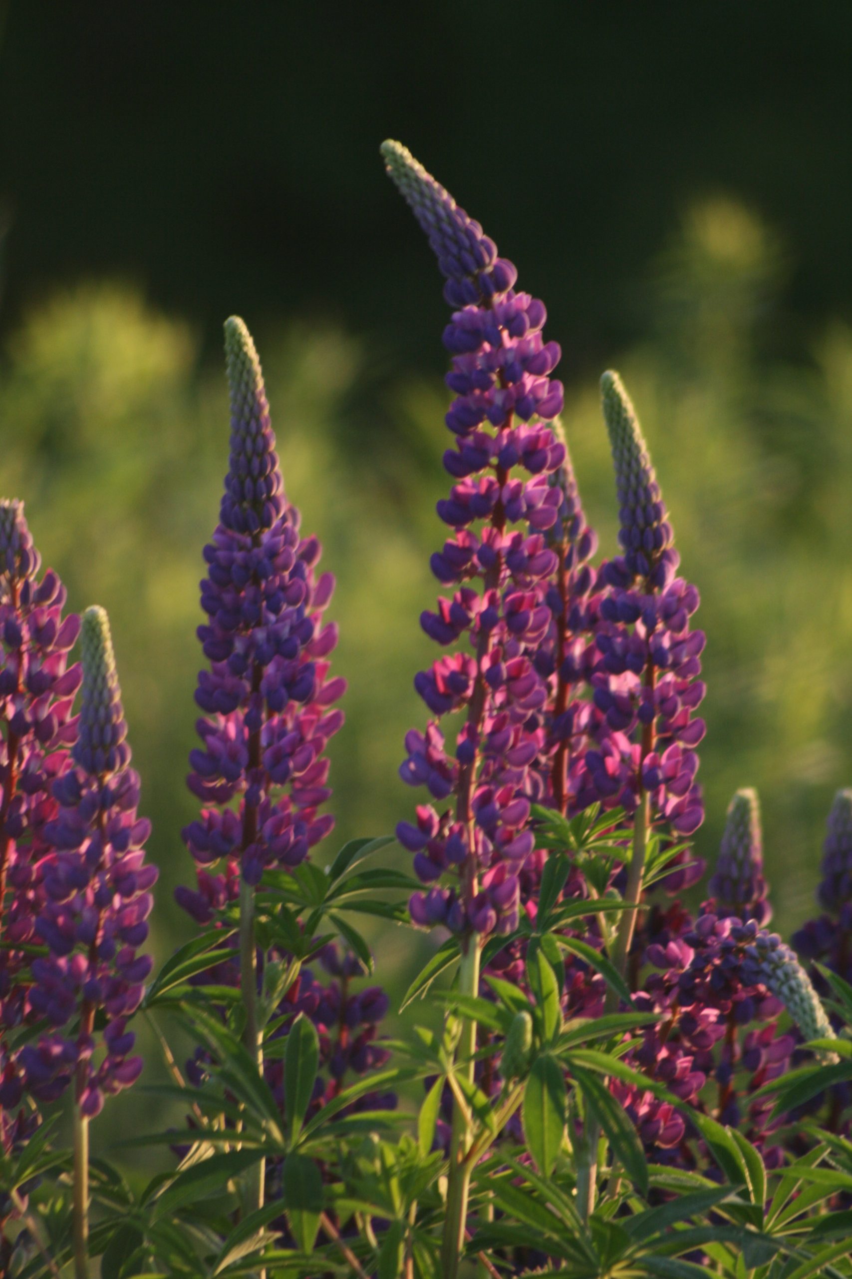 Lupines in the Setting Sun (user submitted)