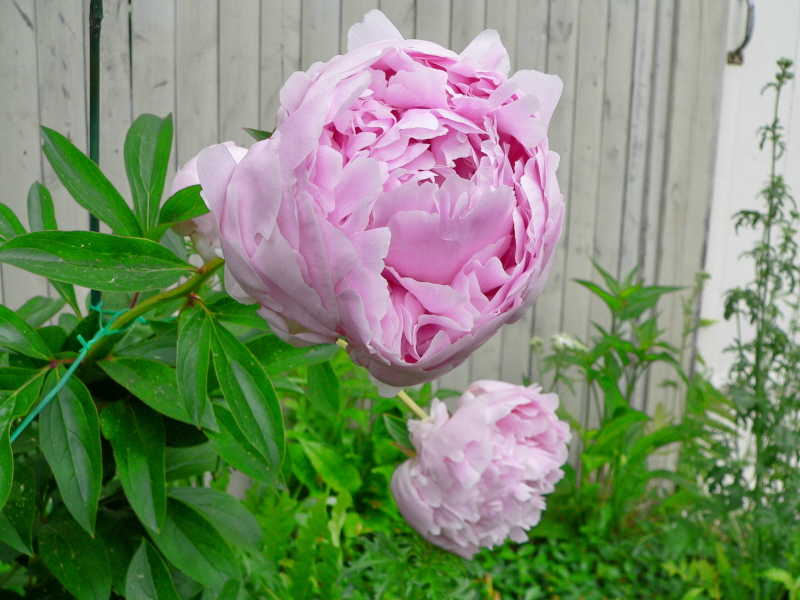 Peonies (user submitted)