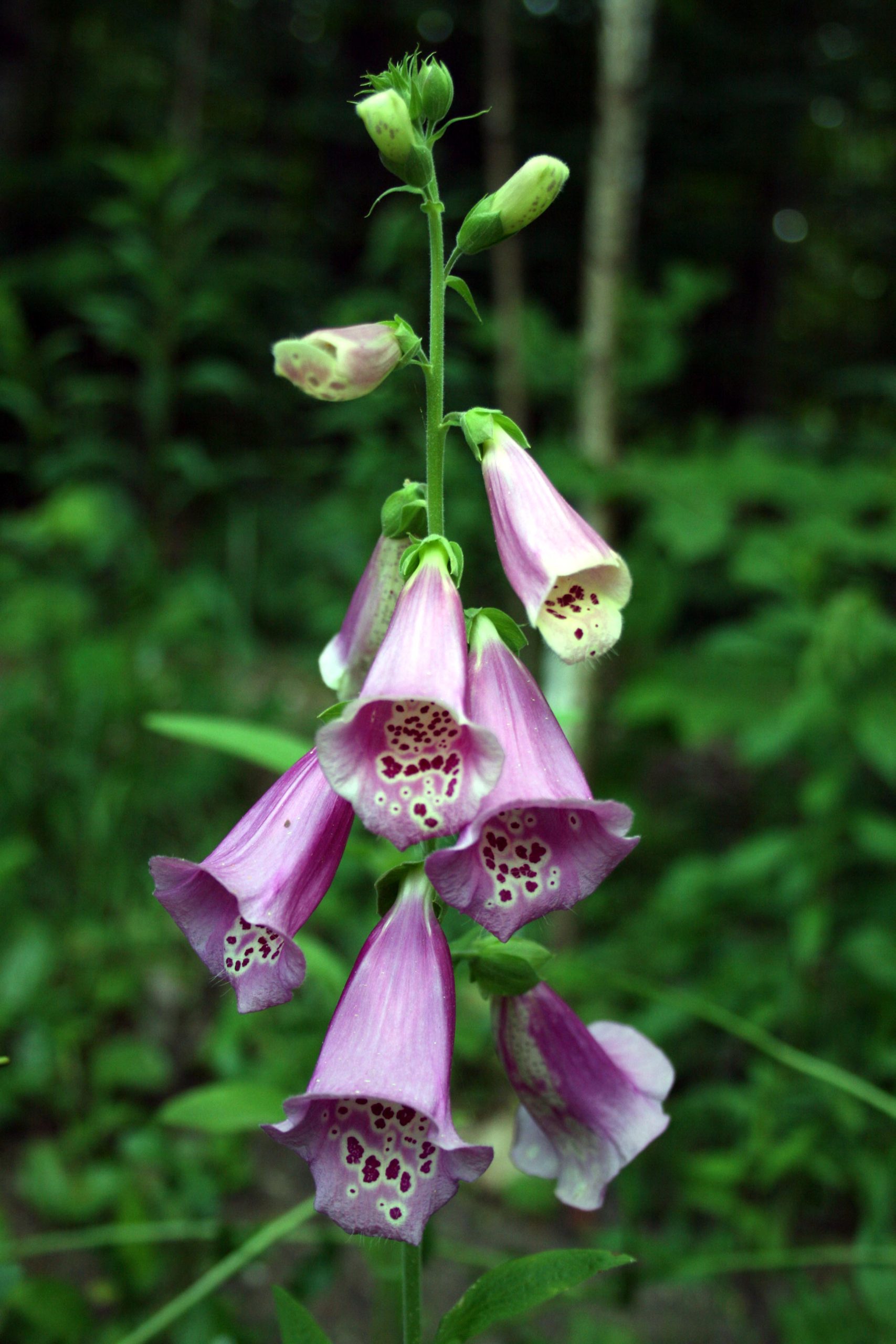 Digitalis (user submitted)
