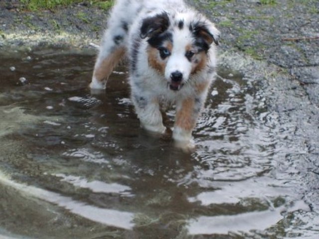 Puddle Hopper (user submitted)