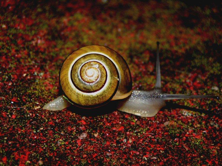 Snail (user submitted)