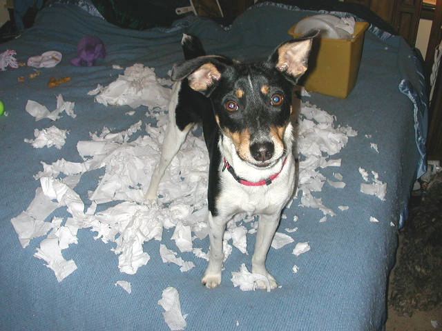 Buddy Loves Paper