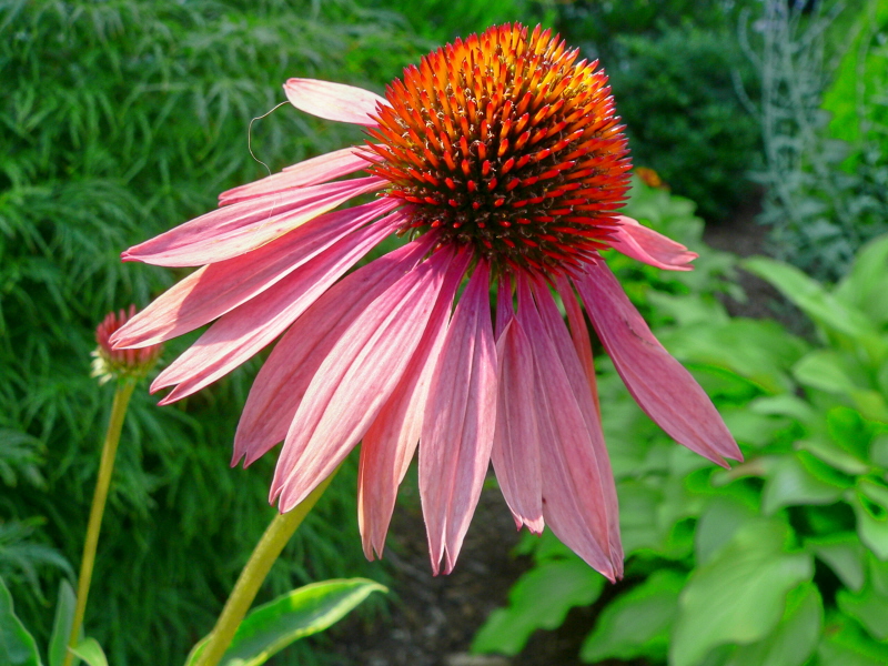 Coral Coneflower (user submitted)