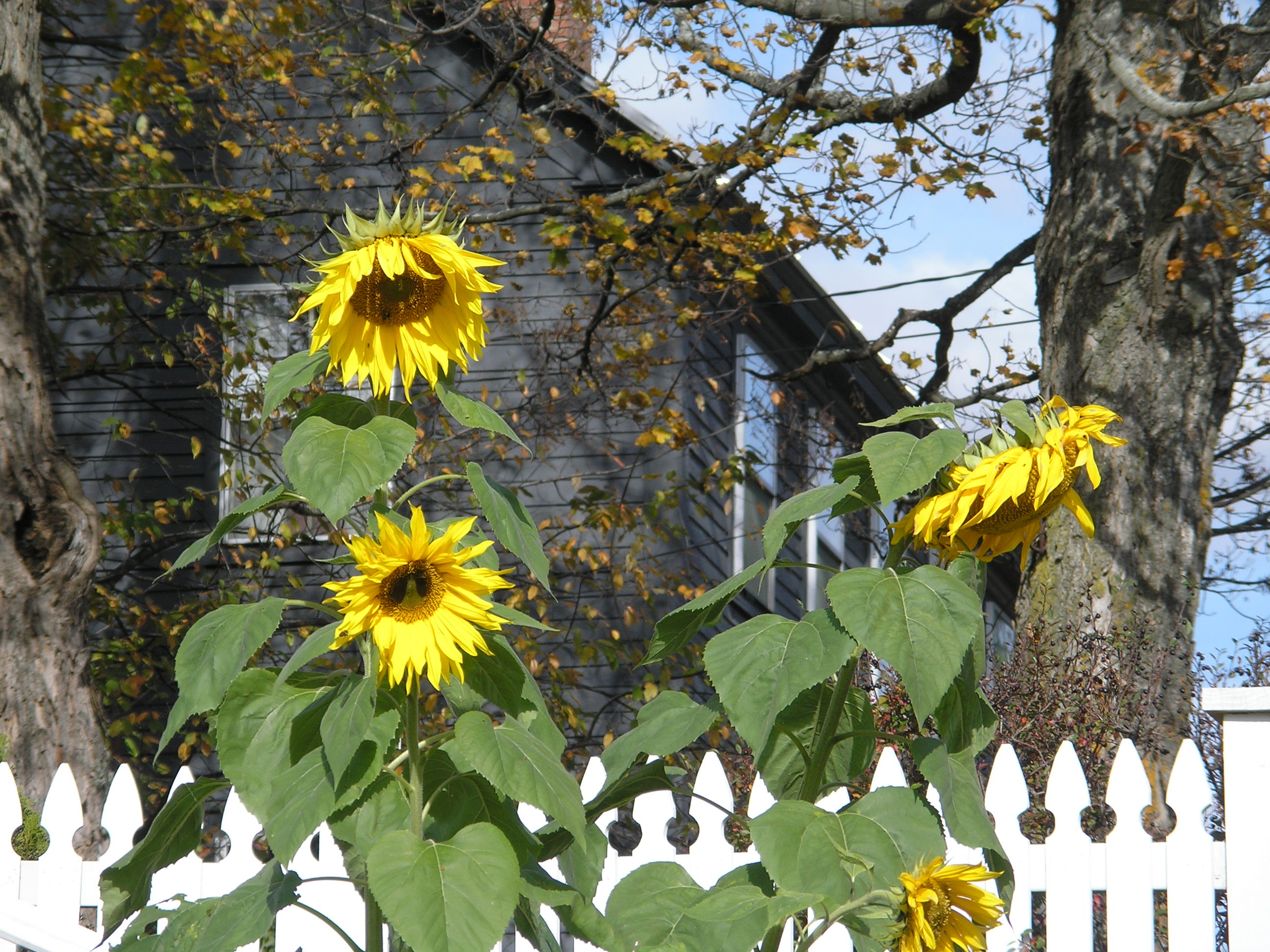 Sunflowers in Autumn New England Today