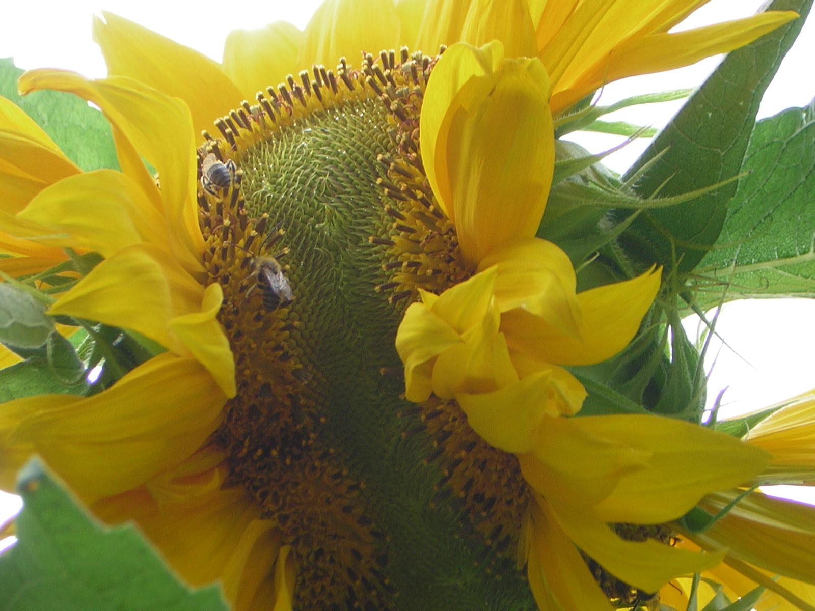 Wow Sunflower (user submitted)