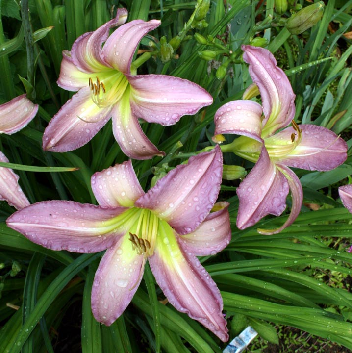 Dallas Star Daylily (user submitted)