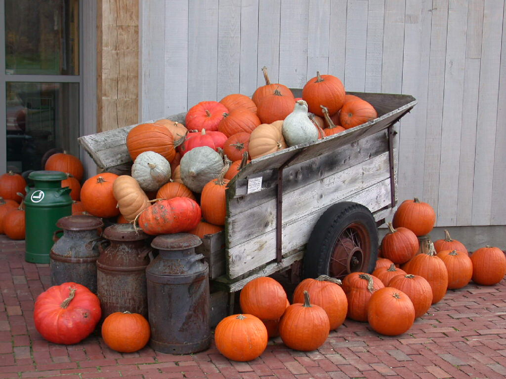 Pumpkins (user submitted)