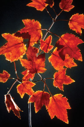 Red Maple in Glass by Rudolph Blaschka, Harvard Museum of Natural History (user submitted)