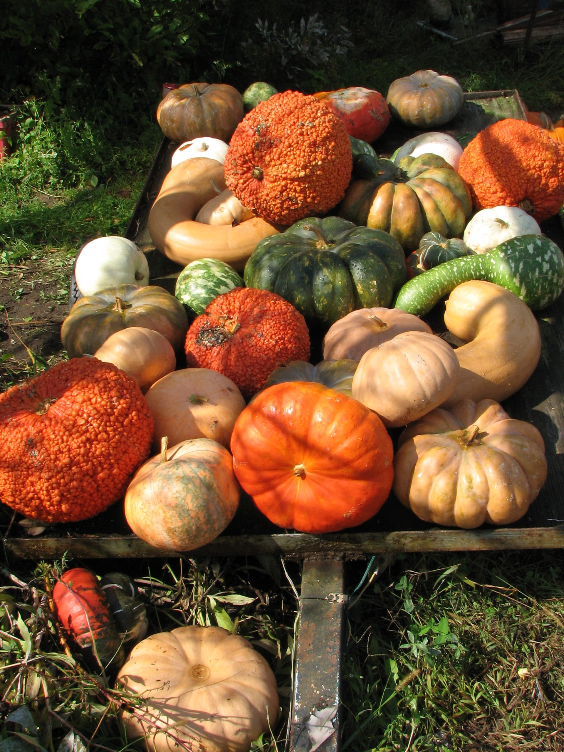 Gourds (user submitted)
