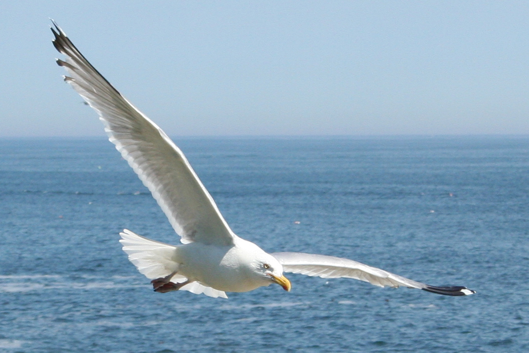 Seagull (user submitted)