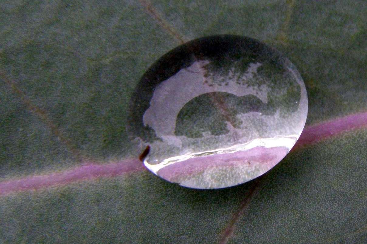 Water Drop on Cabbage Leaf (user submitted)