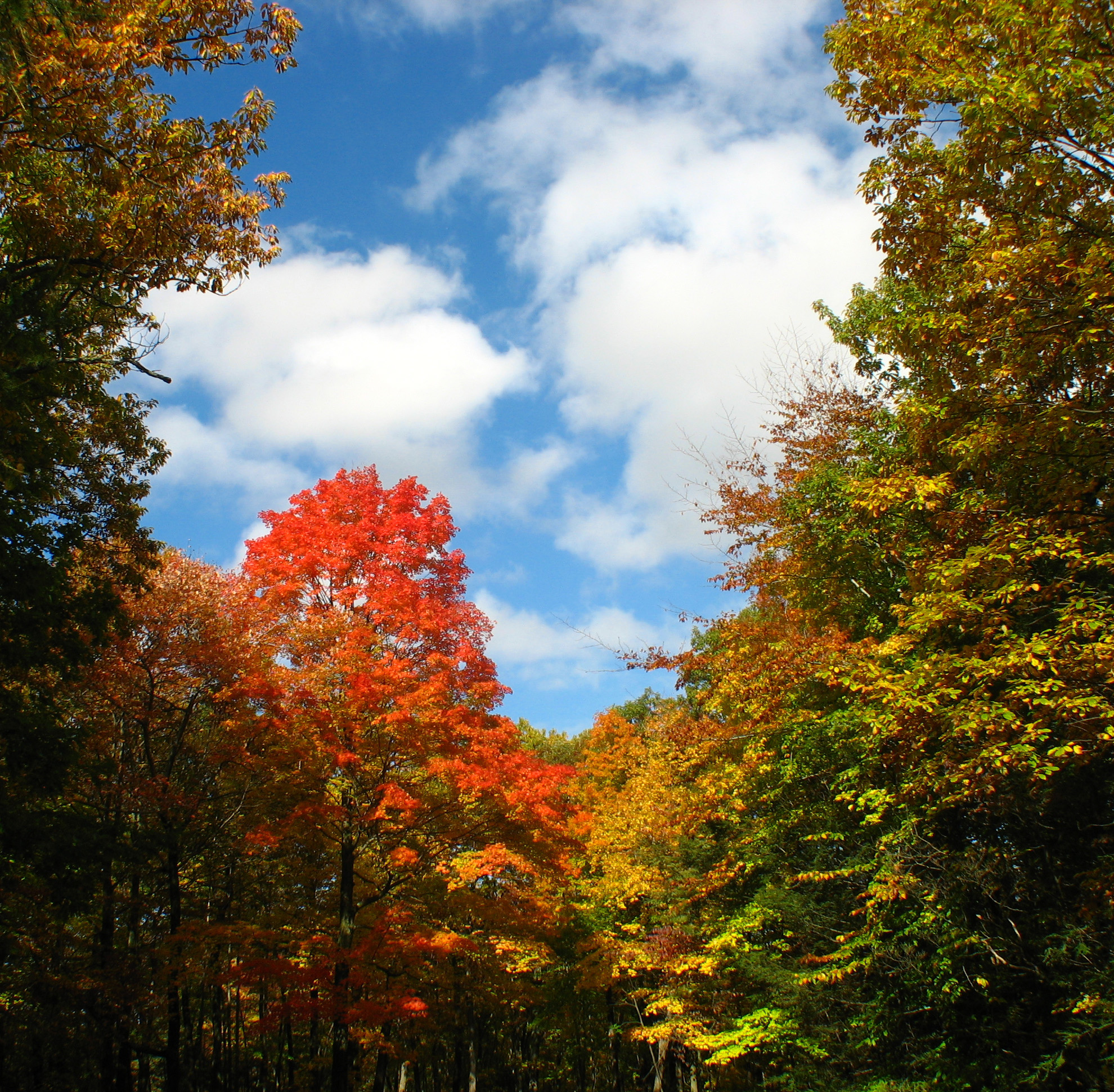 Foliage - New England