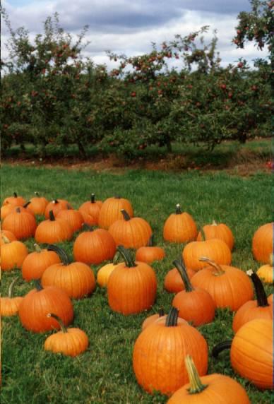 Pick-A-Pumpkin Time! (user submitted)