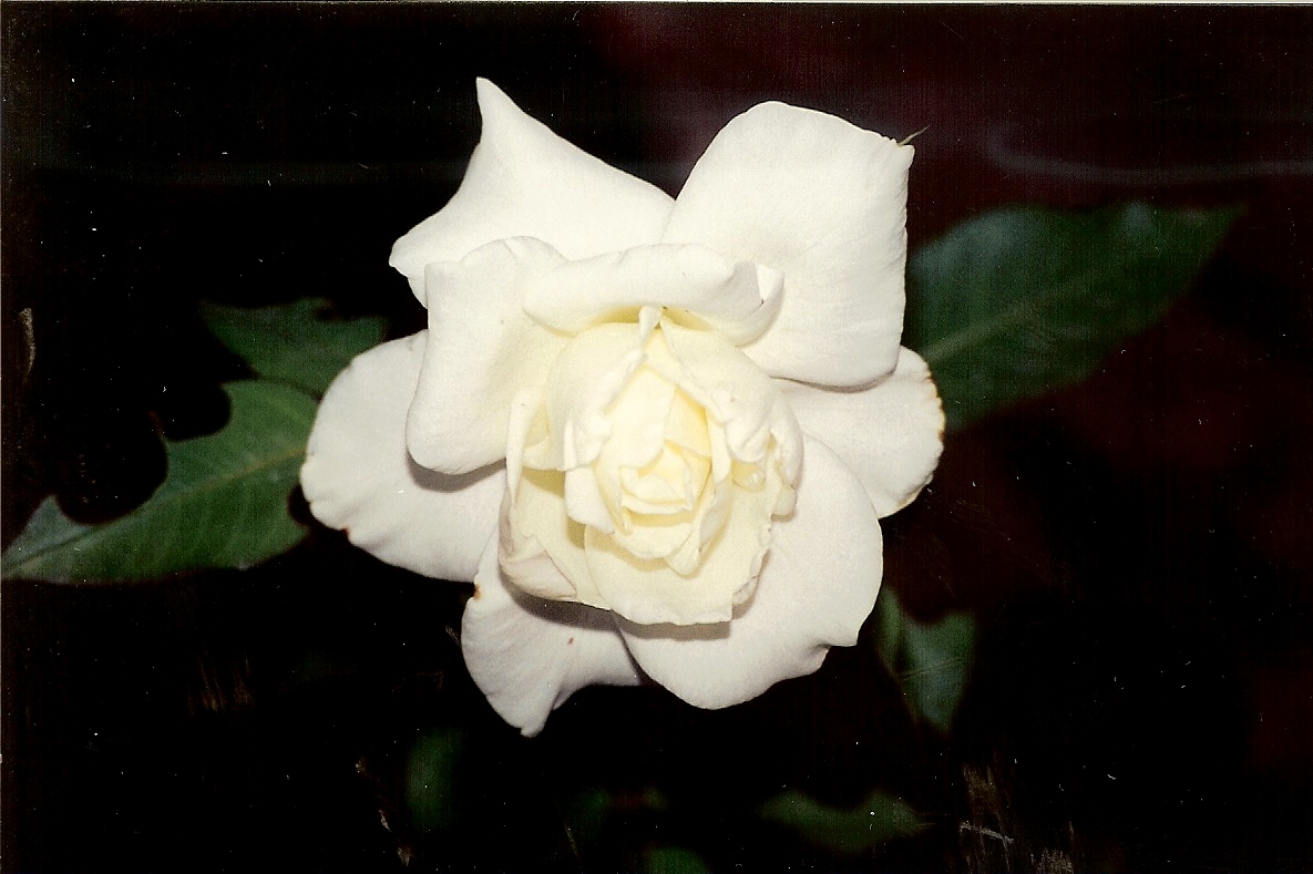 White Rose (user submitted)