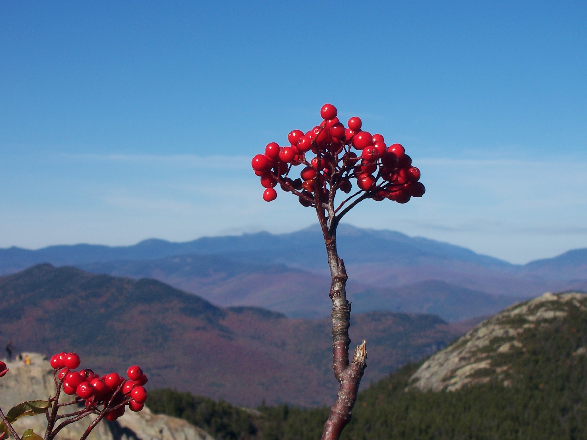 Berries at the Summit (user submitted)