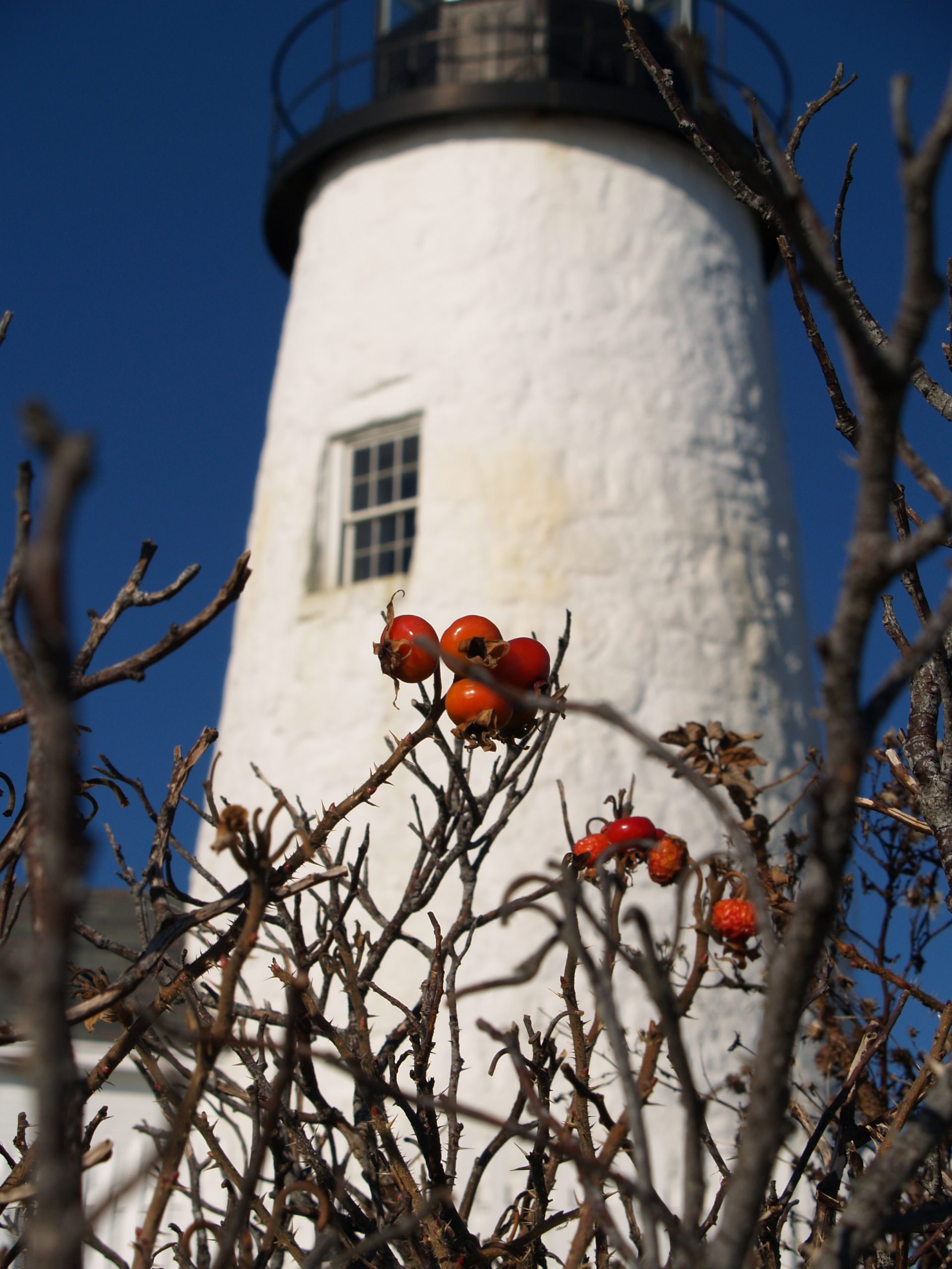 Pemaquid Lighthouse (user submitted)