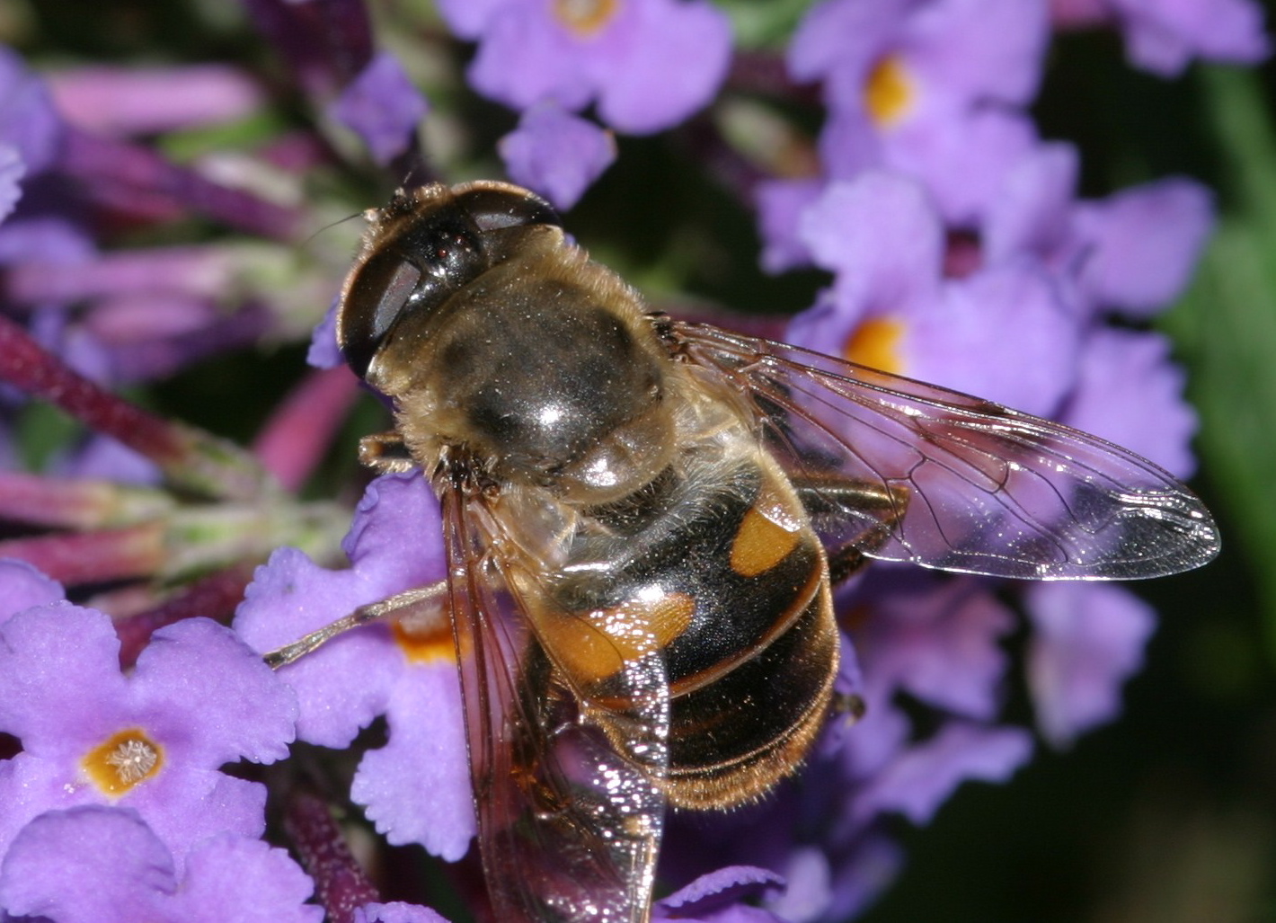 Bee on a Butterfly Bush (user submitted)