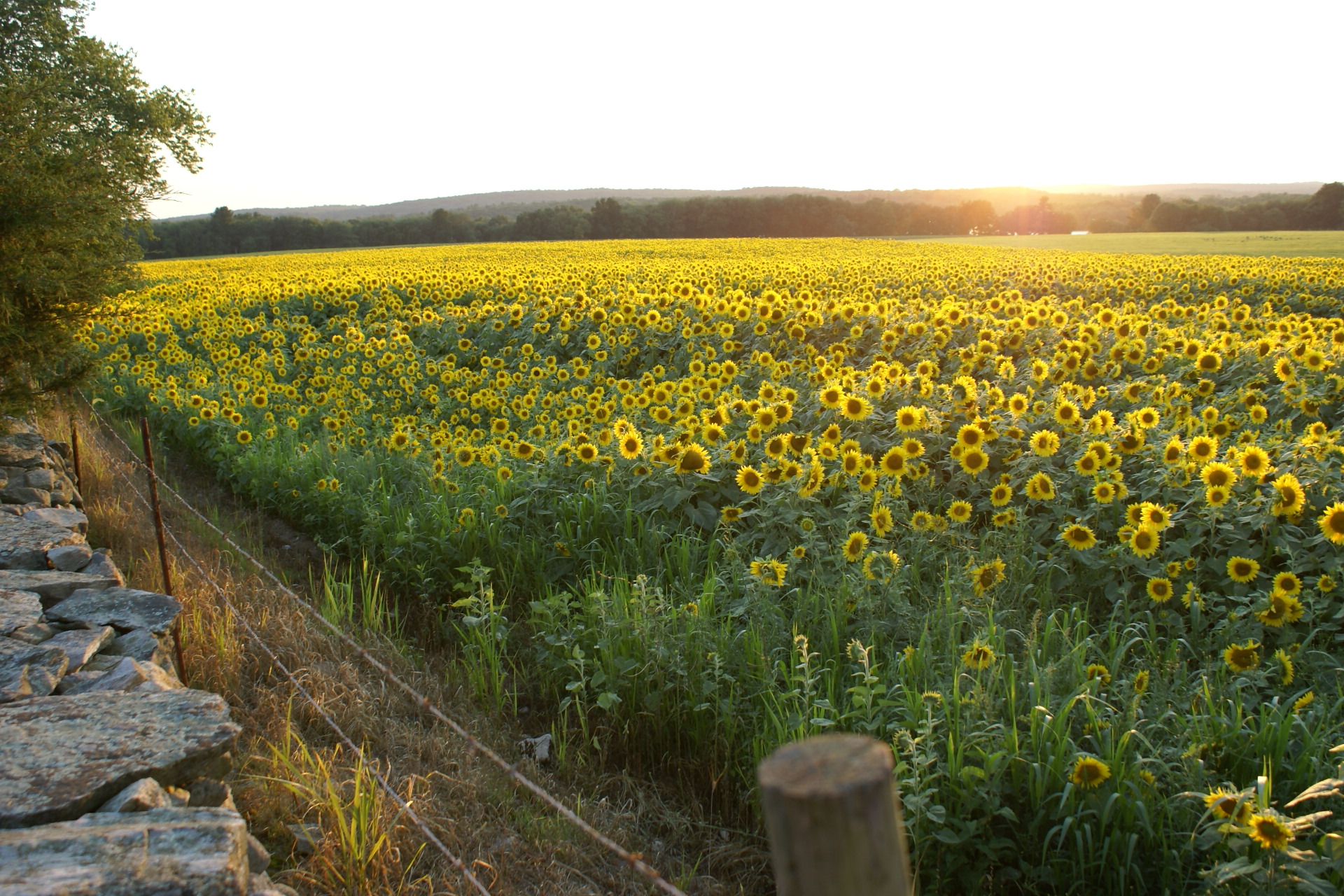A Field of Sunflowers (user submitted)