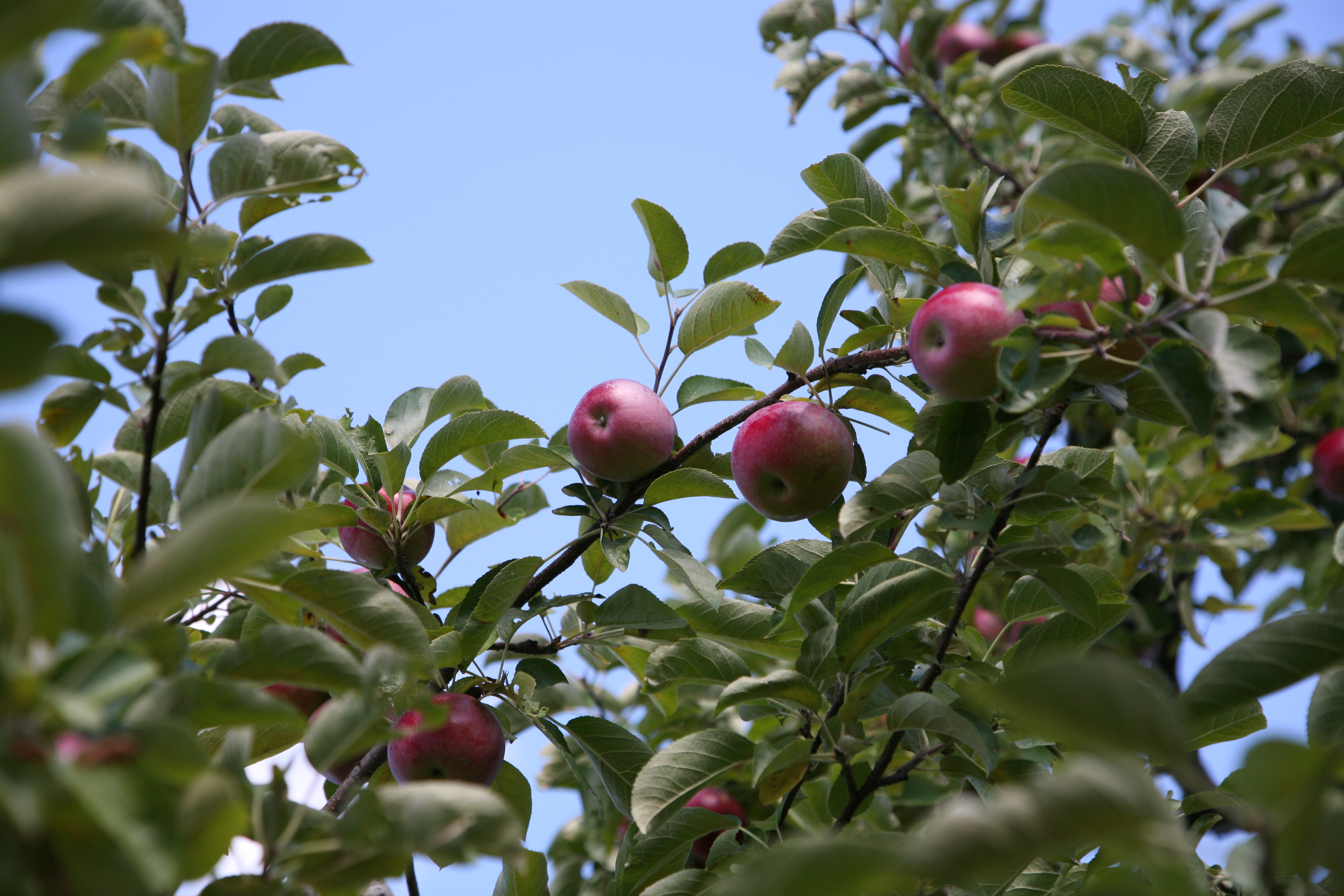 Mac Apple? New England Today