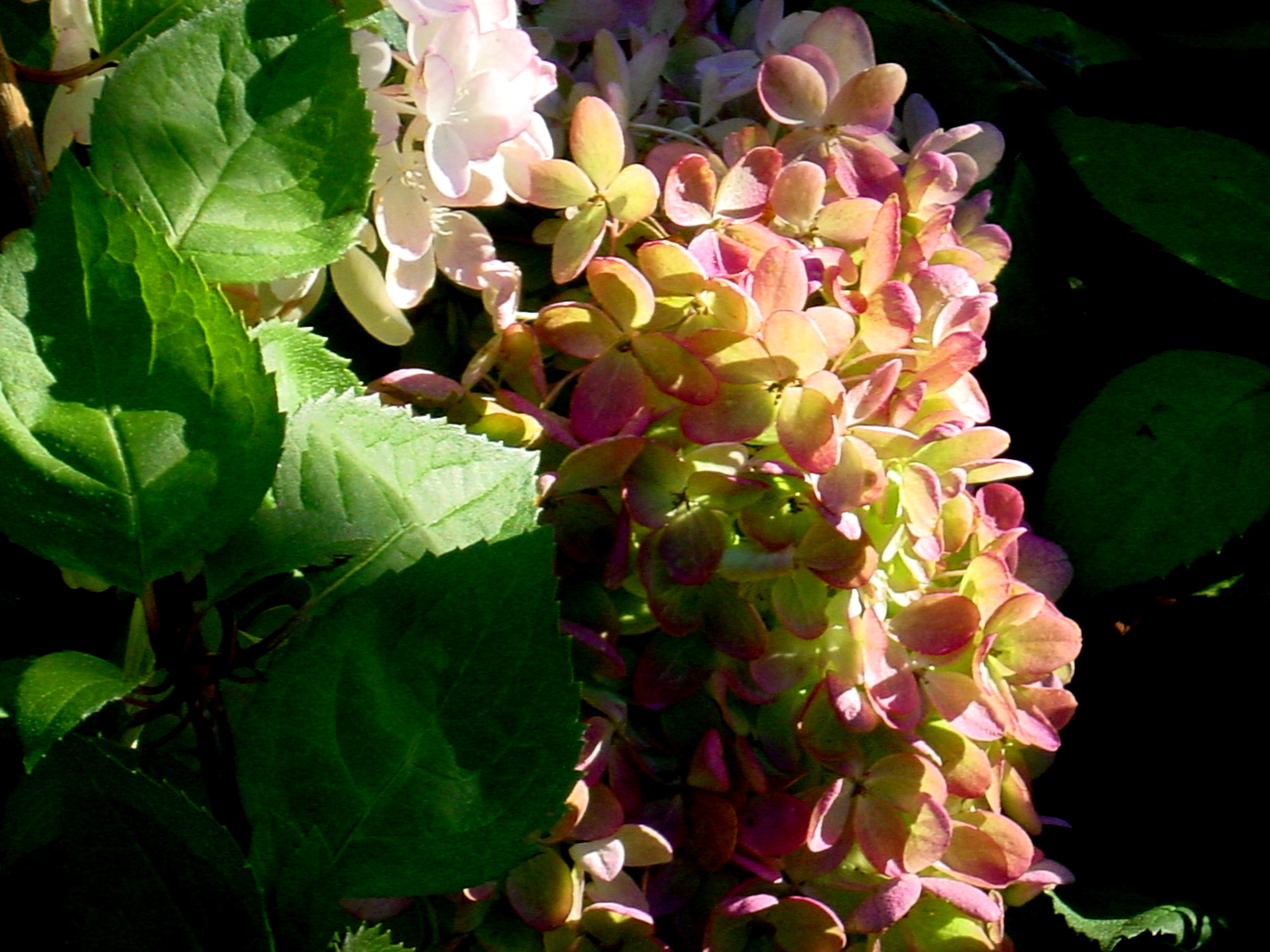 Hydrangea Tree (user submitted)