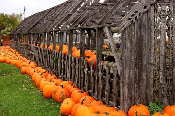 Pumpkins Ready to Go (user submitted)