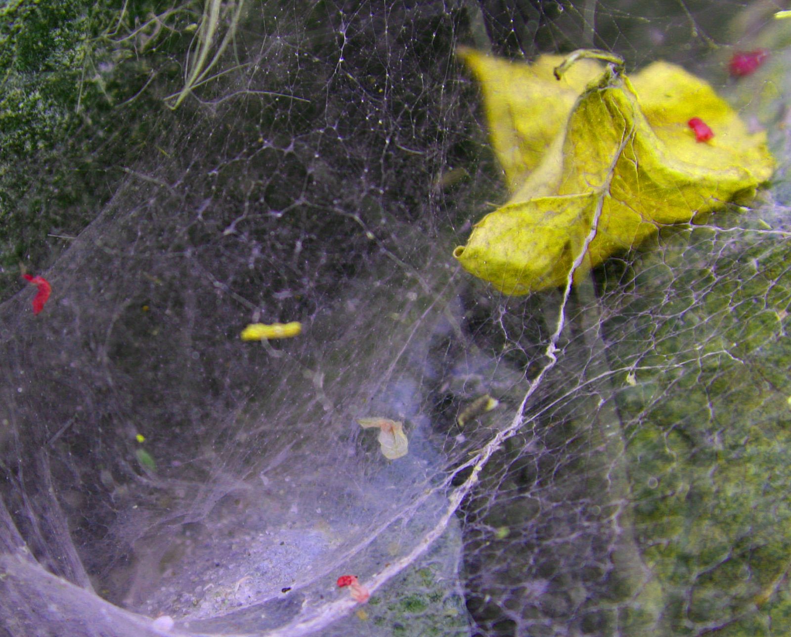 Wedged in a Web - New England
