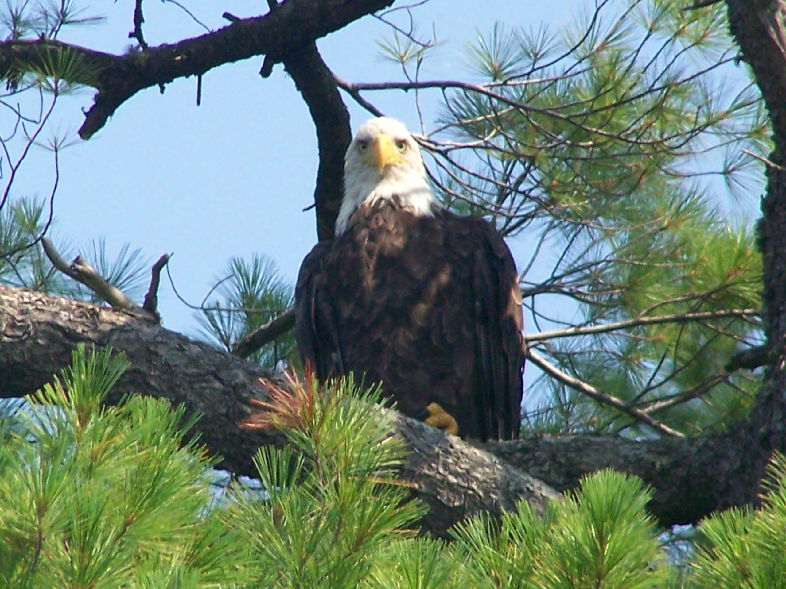Adult Eagle In Tree (user submitted)