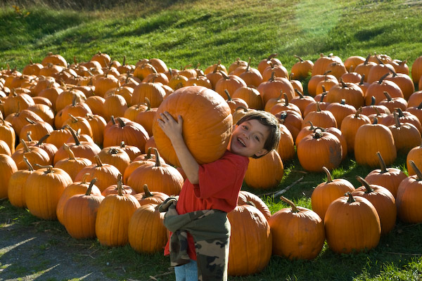 Arm Load of Pumpkin (user submitted)