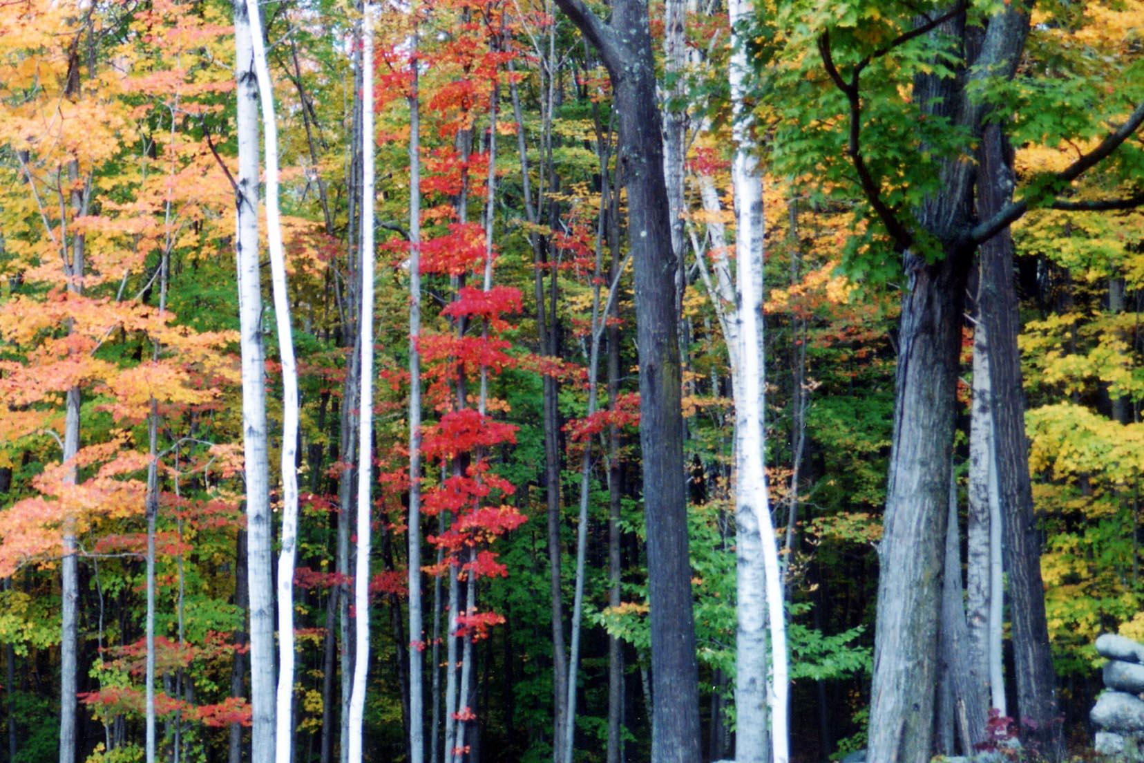 Autumn Woods (user submitted)