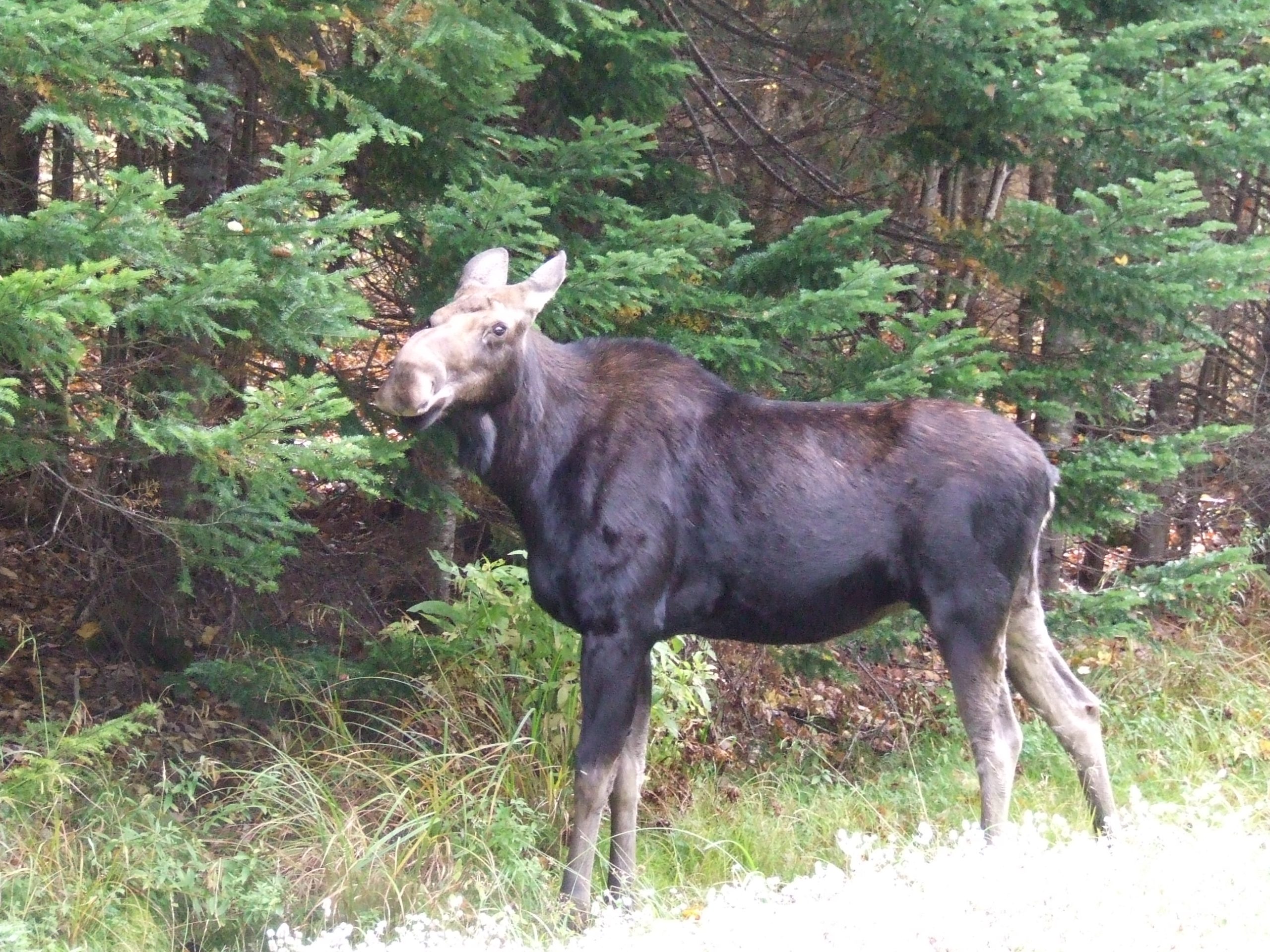 Moose in Rangeley (user submitted)