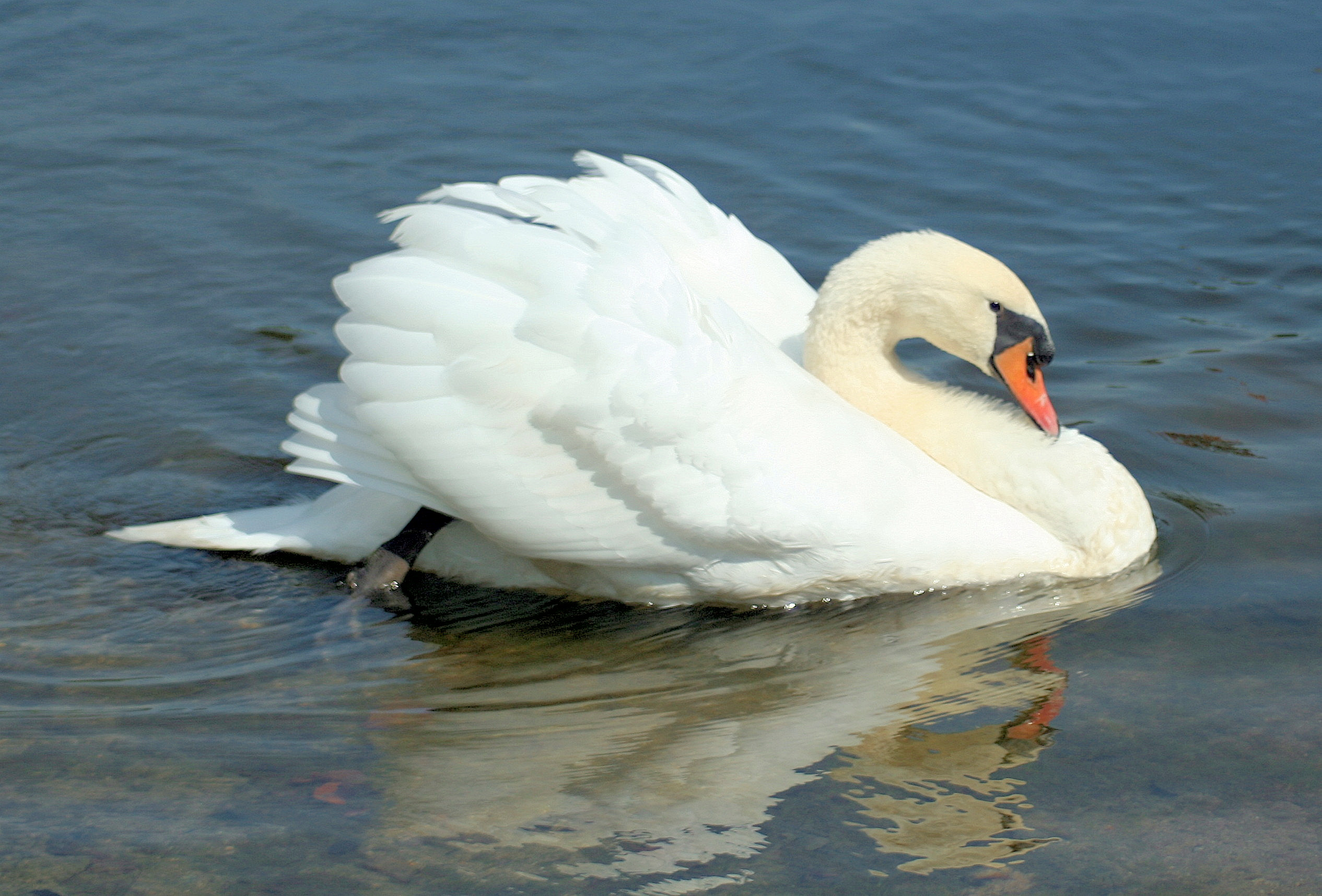 Swan (user submitted)
