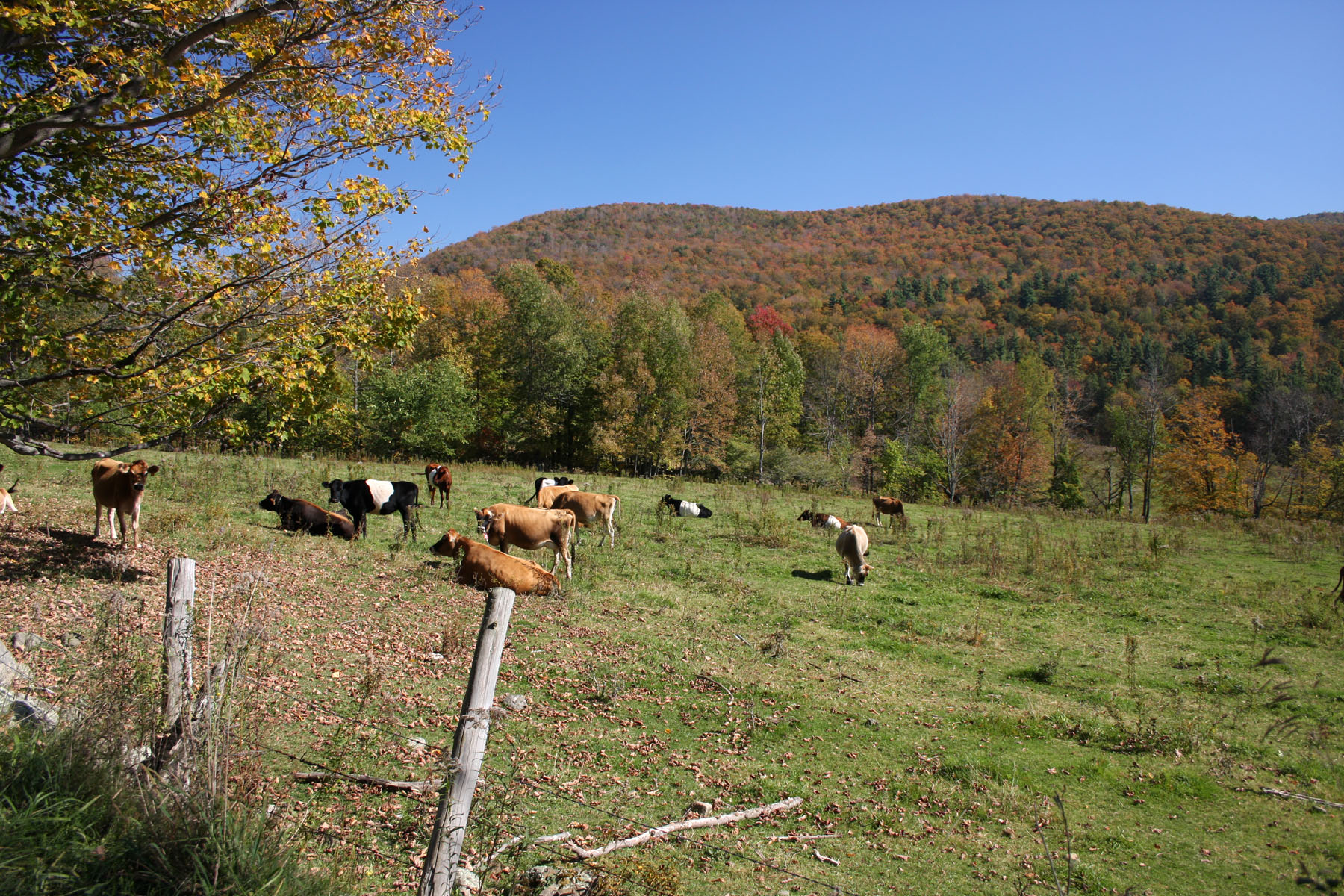 Lazy Cows Watching the Foliage (user submitted)