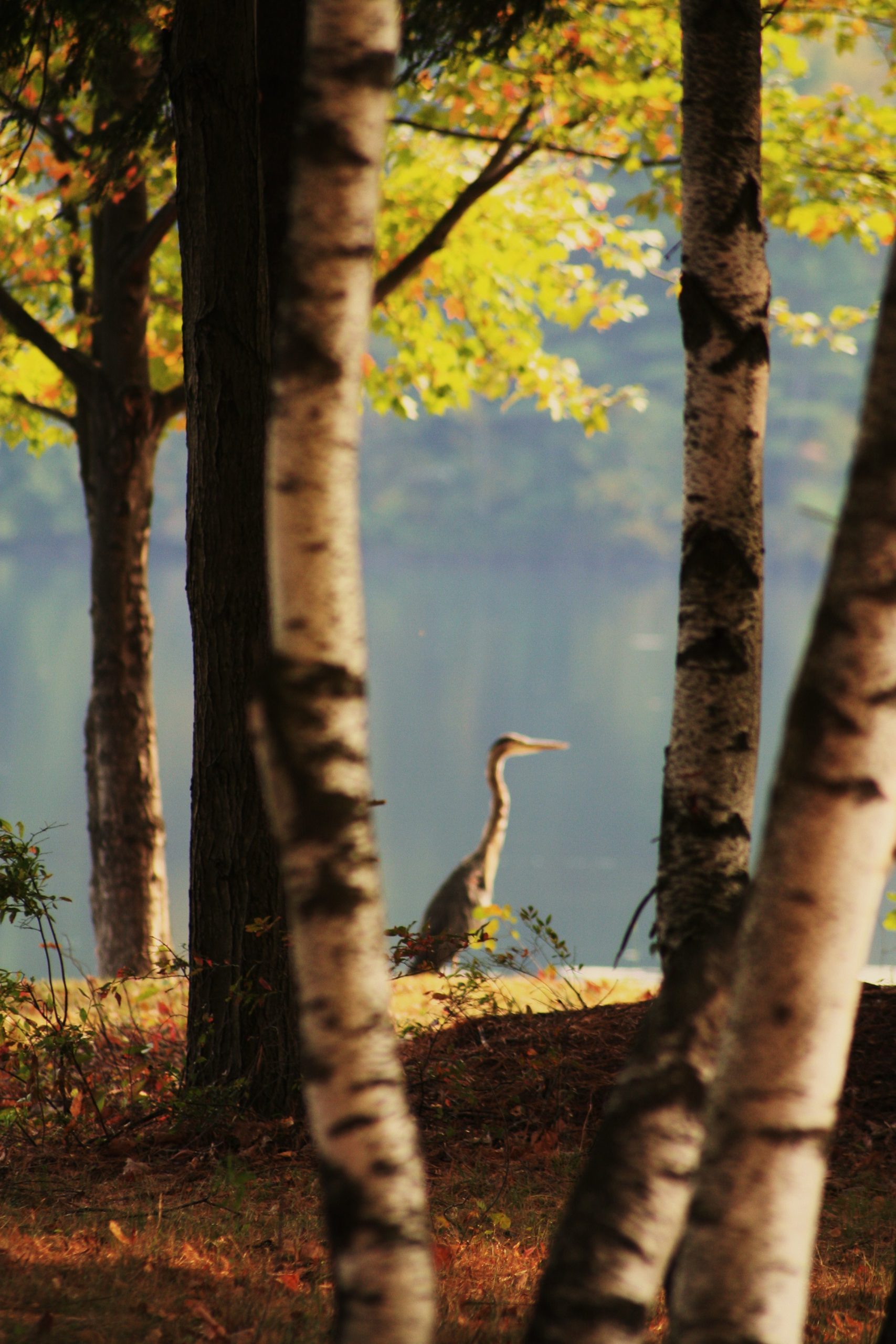 Peaceful Heron (user submitted)