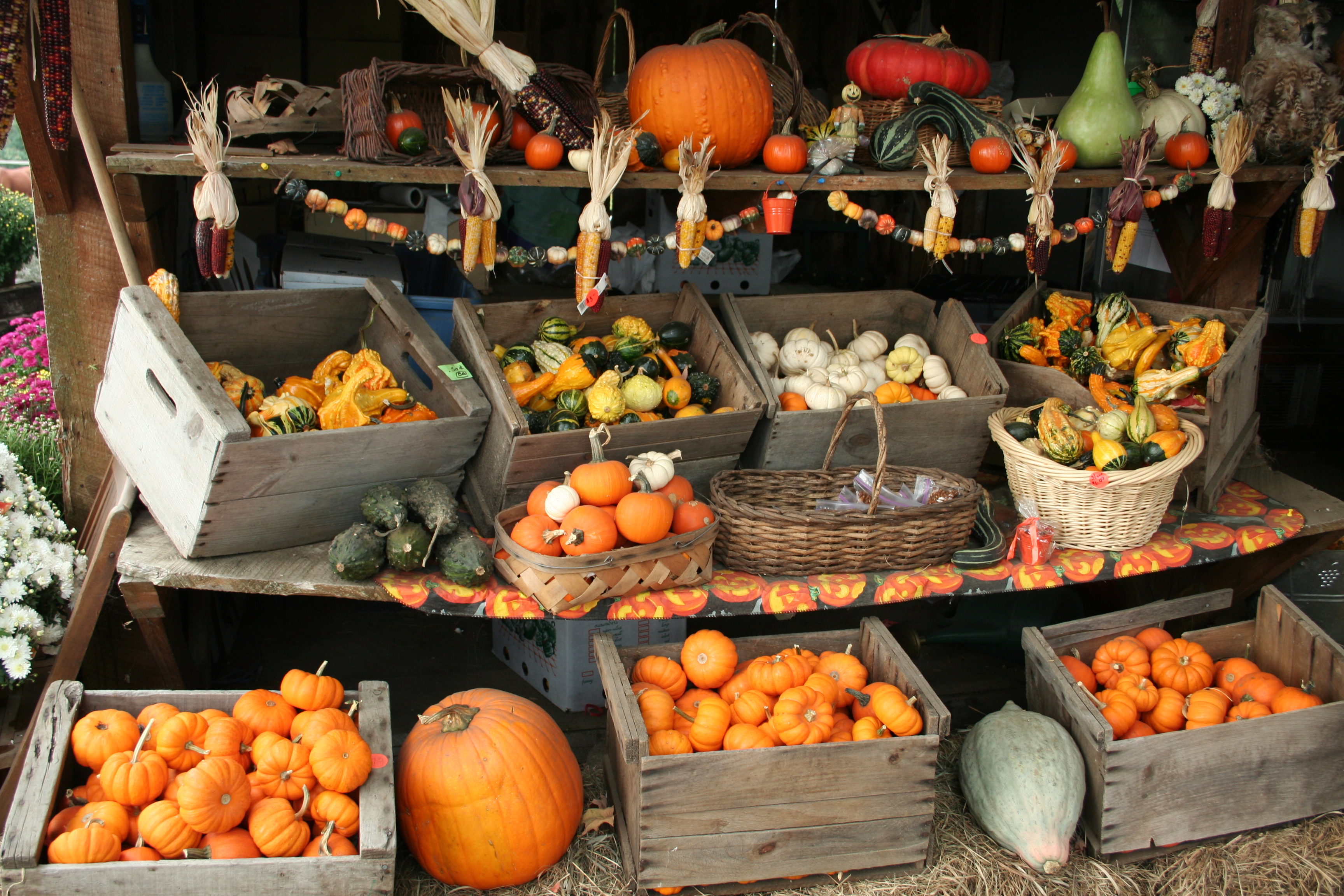 Selection of Gourds New England Today
