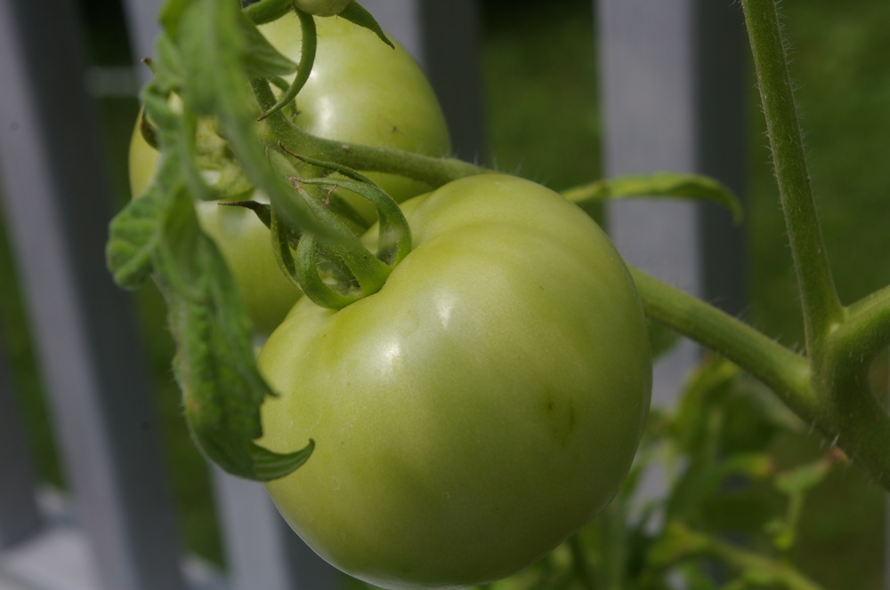 Green Tomato (user submitted)