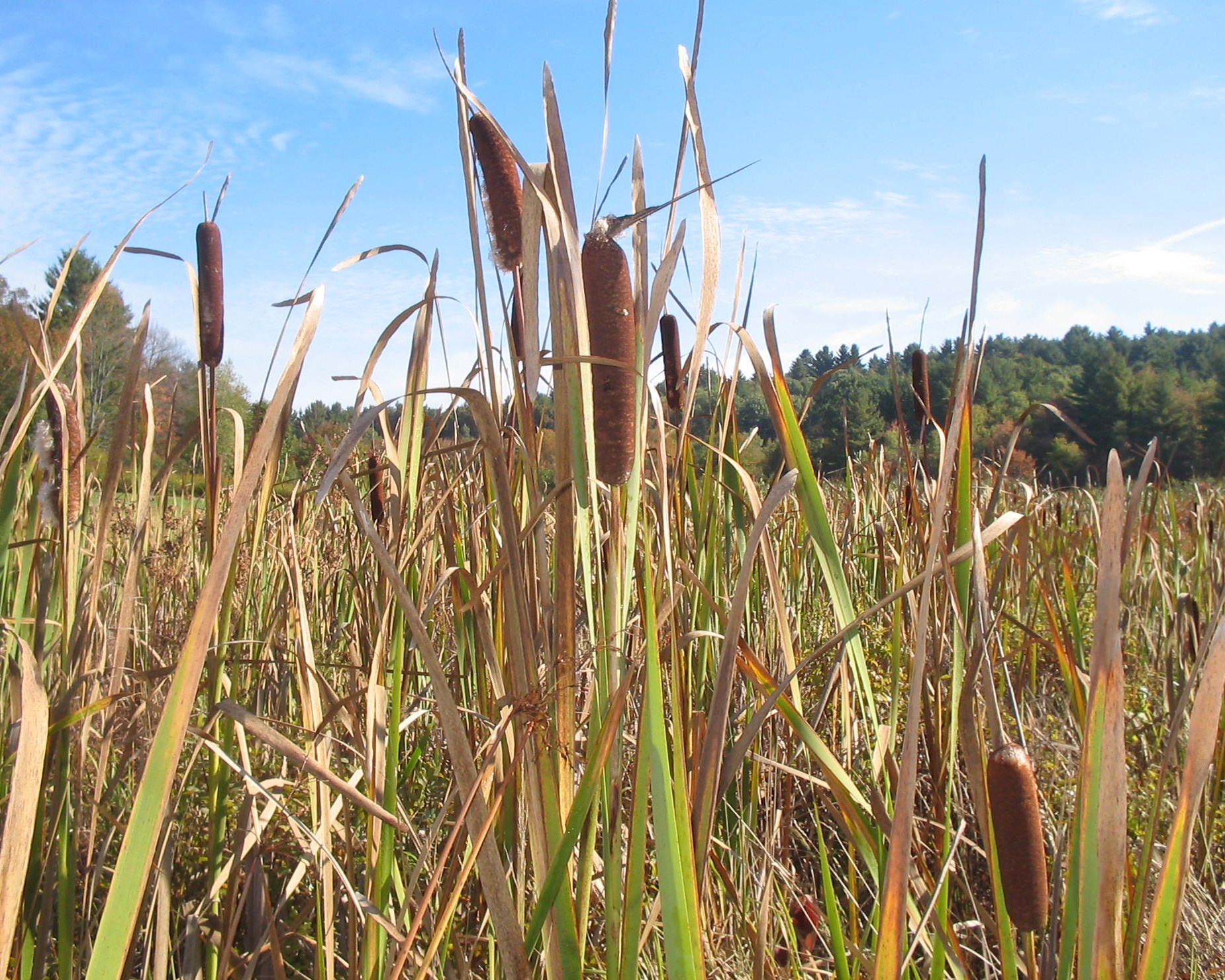 Cattails in Town of Gill (user submitted)
