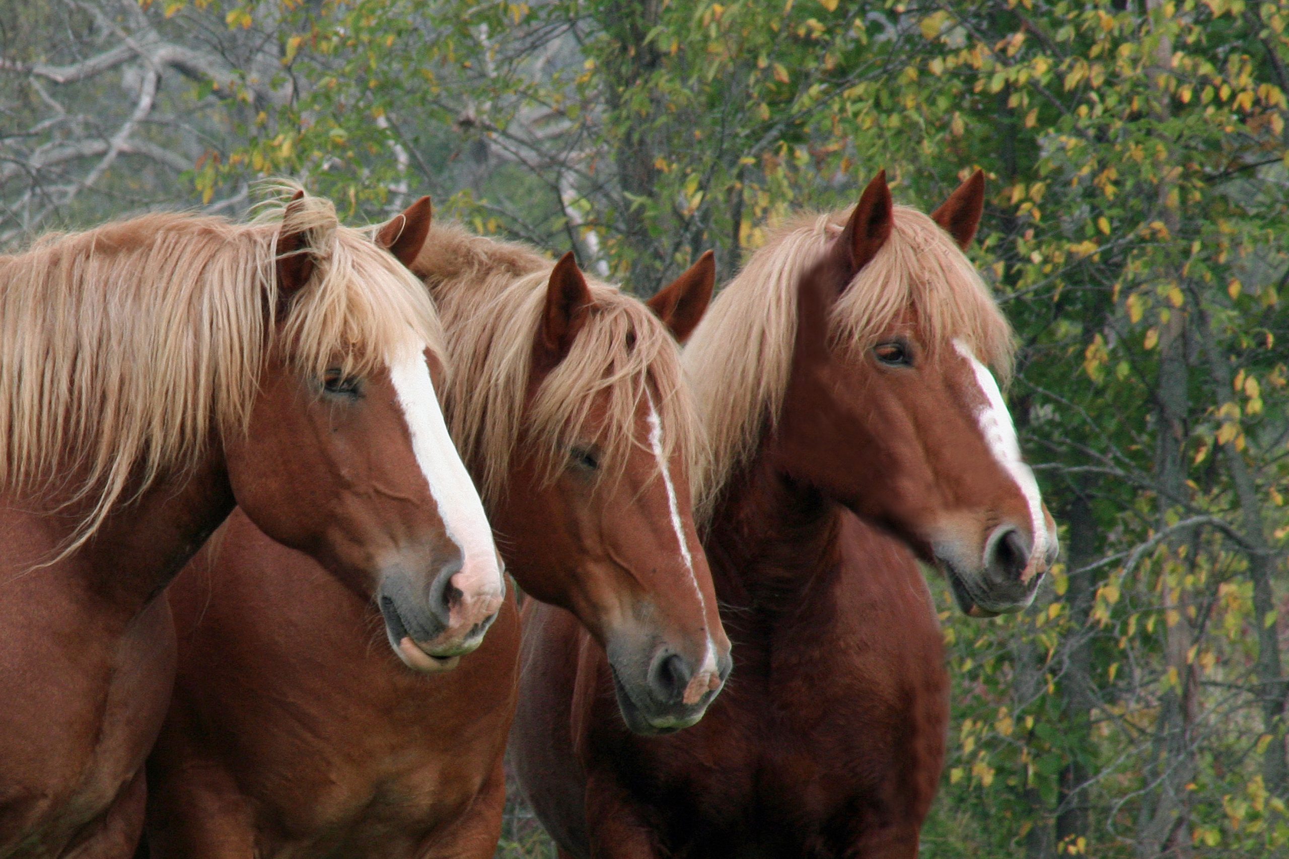 Draft Horses (user submitted)