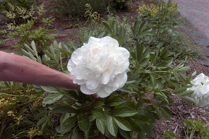 Peony (user submitted)