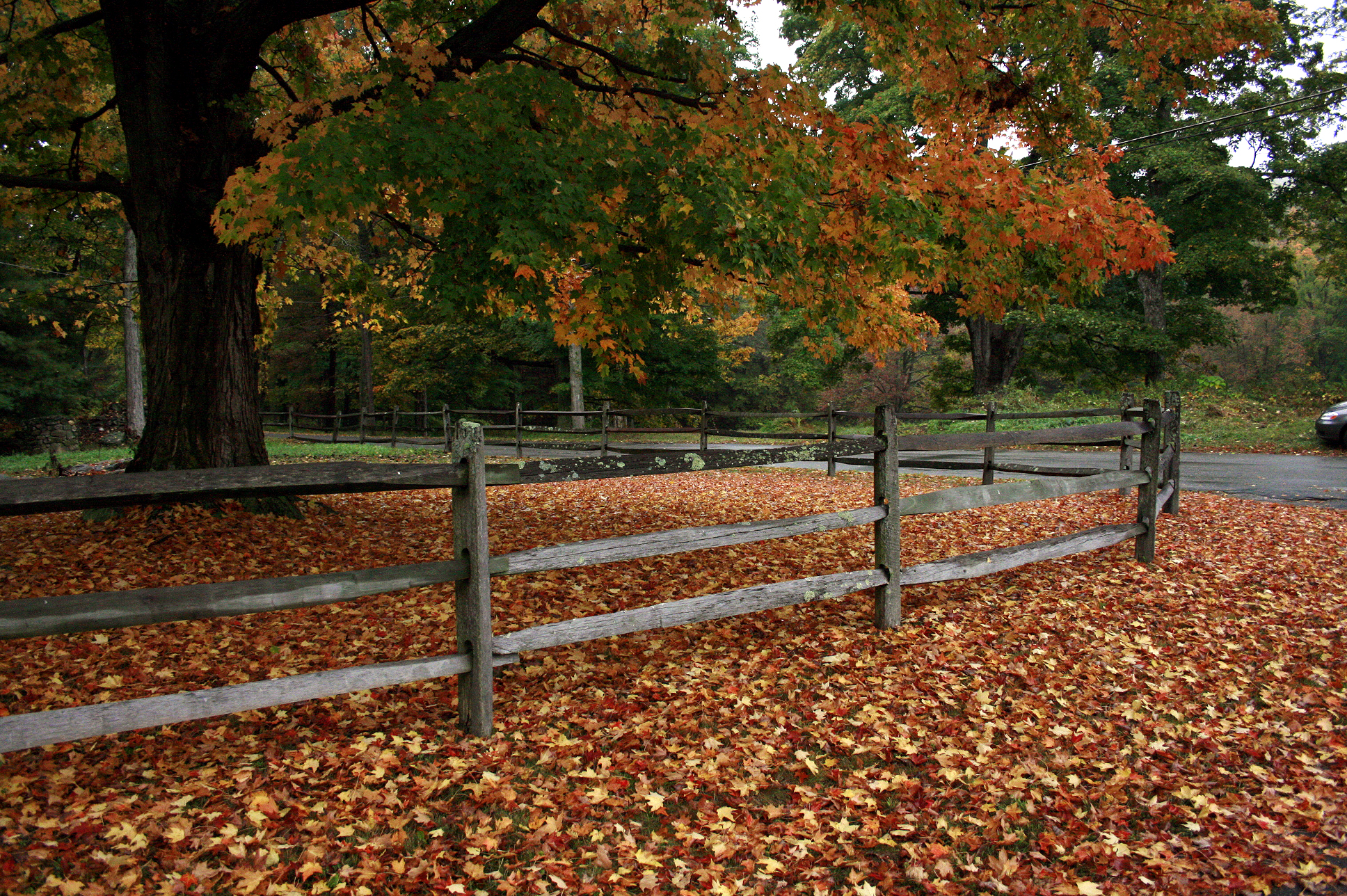 Fall Carpet (user submitted)