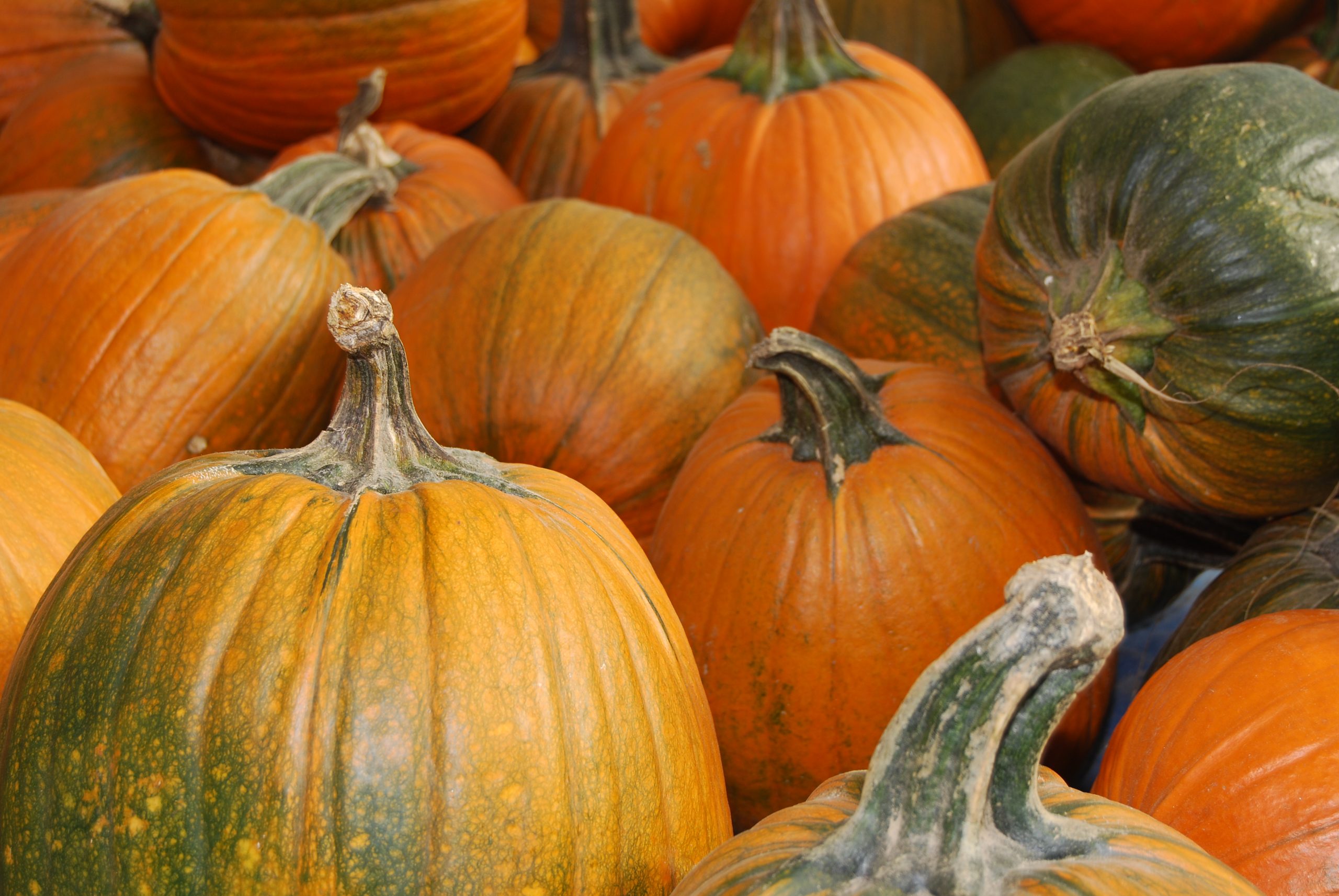Colorful Pumpkins (user submitted)