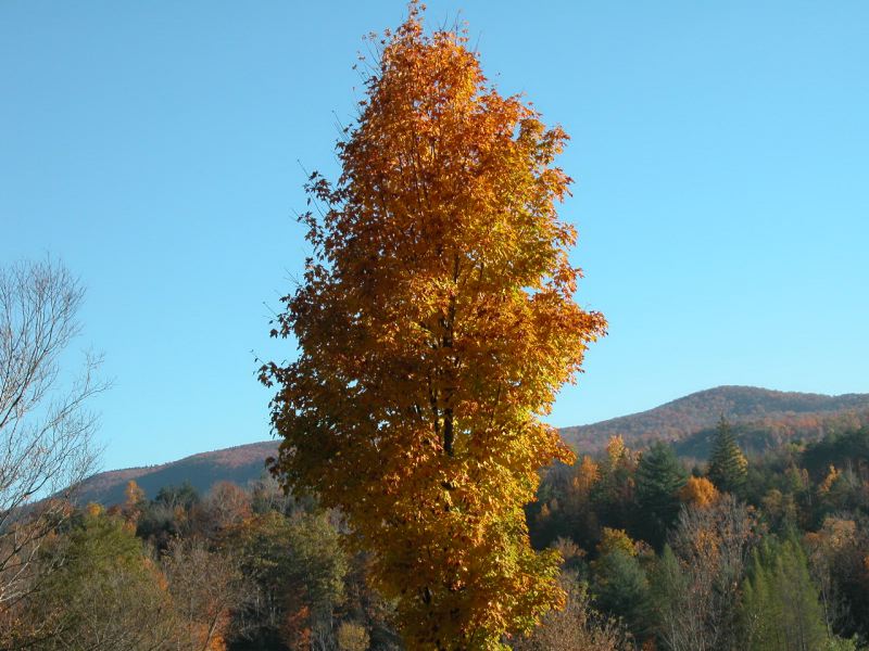 Young Sugar Maple on October 22, 2007 (user submitted)