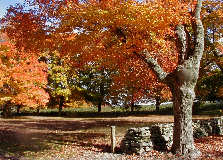 Rock Wall in Fall in Griswold, Connecticut 