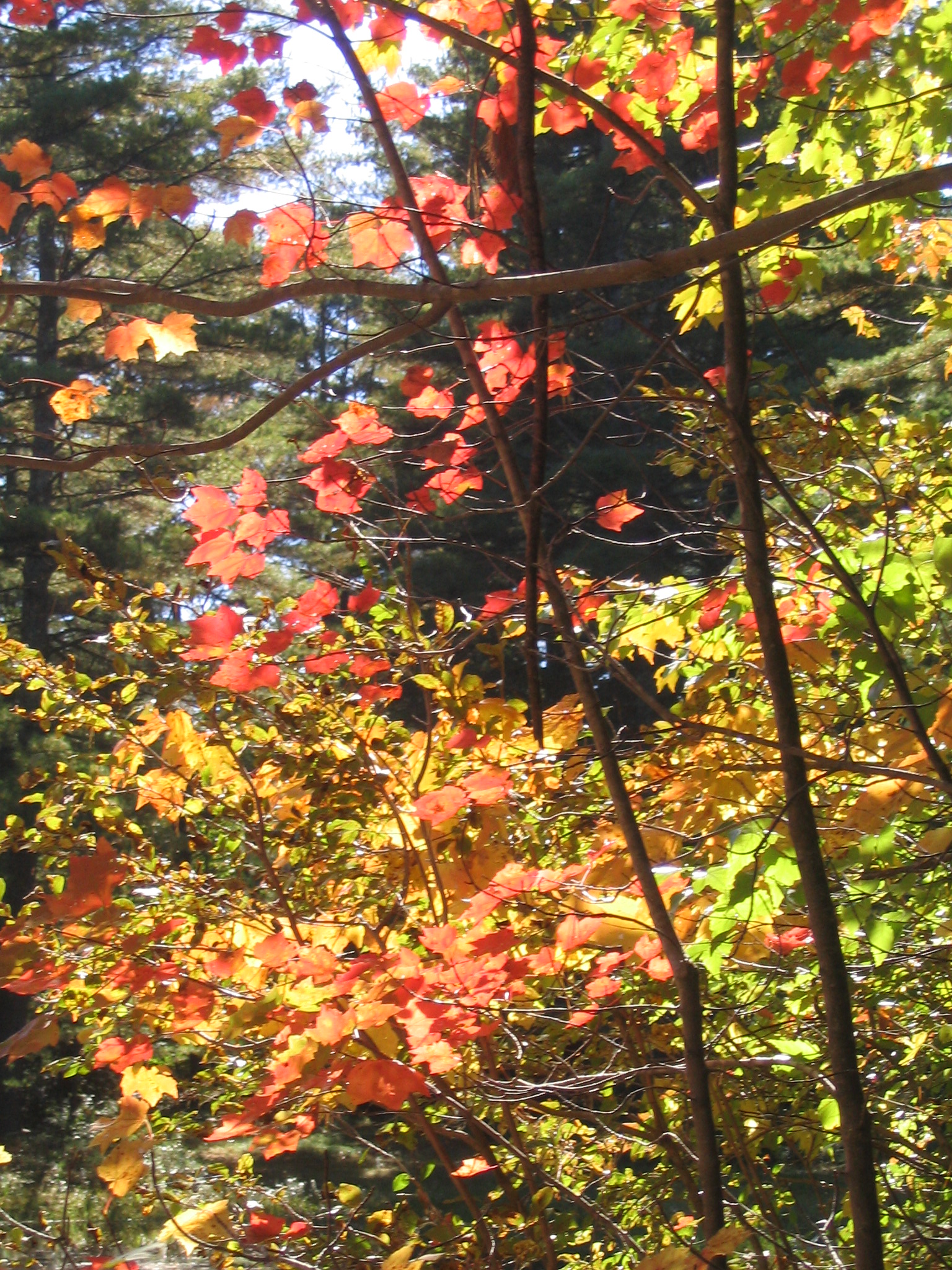 Tapestry of Fall - New England